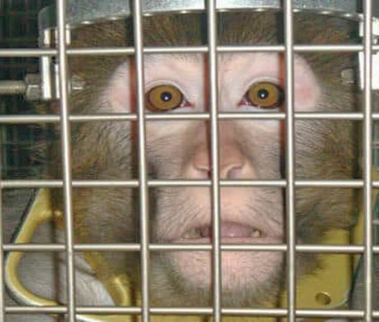 Monkey face behind bars in a lab