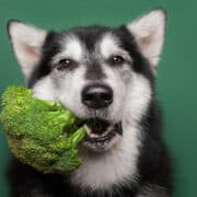 Adorable Jack russell terrier dog lying on the wooden floor. Yawns. The paws holding broccoli.
