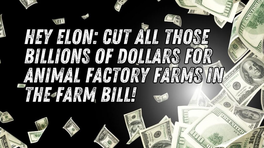 Elon Musk is being urged to cut subsidies to animal agriculture in the farm bill.