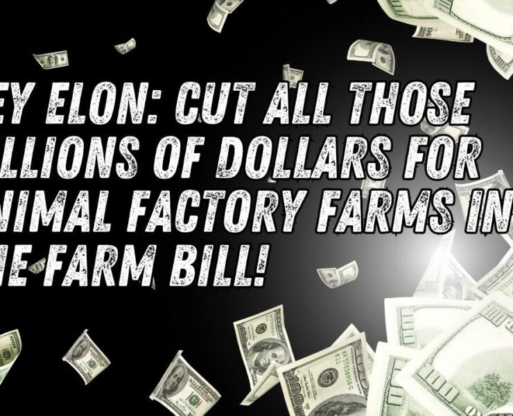 Elon Musk is being urged to cut subsidies to animal agriculture in the farm bill.