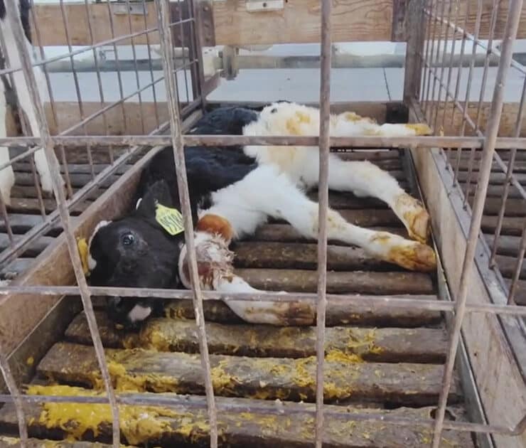 Calve in an Arizona farm investigated in 2024 by ARM