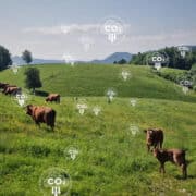 Greenhouse gases and CO2 emitted by cows. Carbon tax for cow and livestock