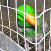Parrot looking out of wire cage in mill
