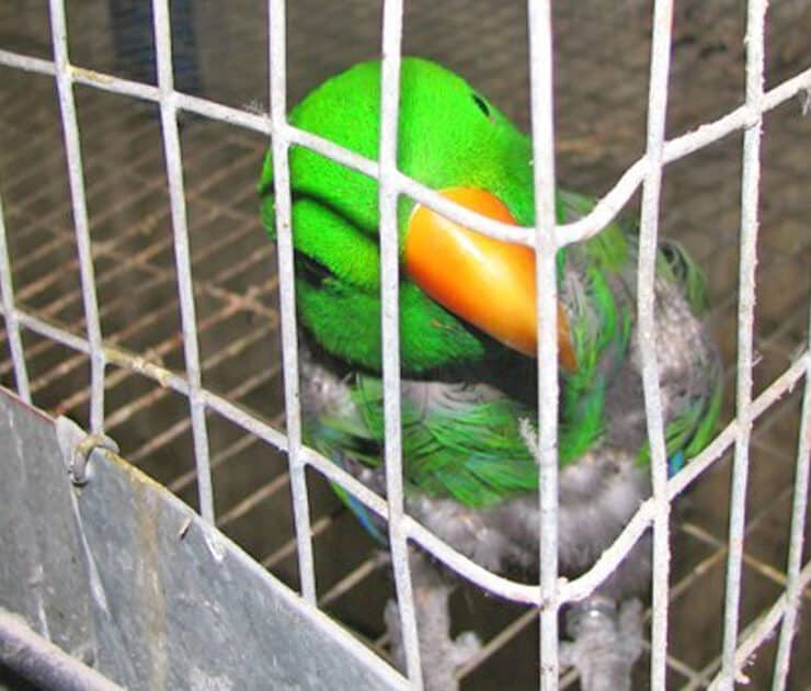 Parrot looking out of wire cage in mill