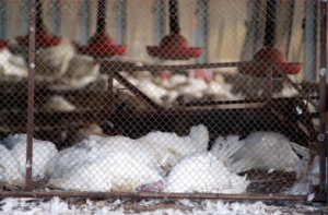 Birds Flu Outbreak