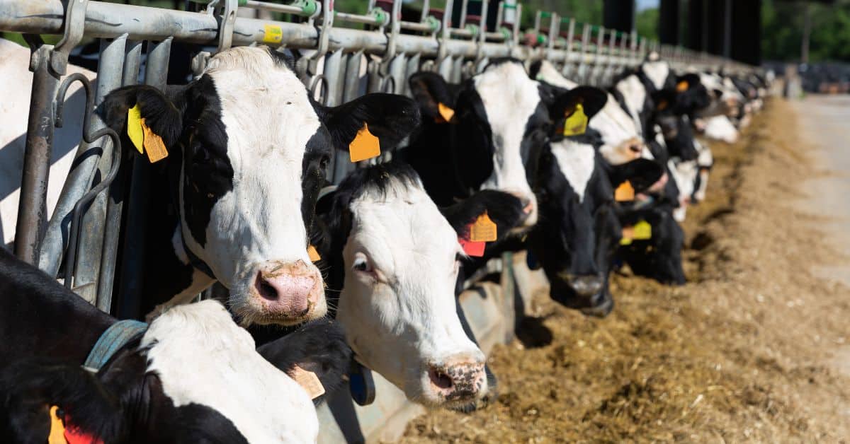 6 workers killed colorado dairy farm