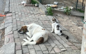 Cat and dog in the streets of Istanbul CREDIT Lucky Paws