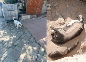 Dog in Istanbul and dog killed in pit CREDIT Lucky Paws and X_celintate