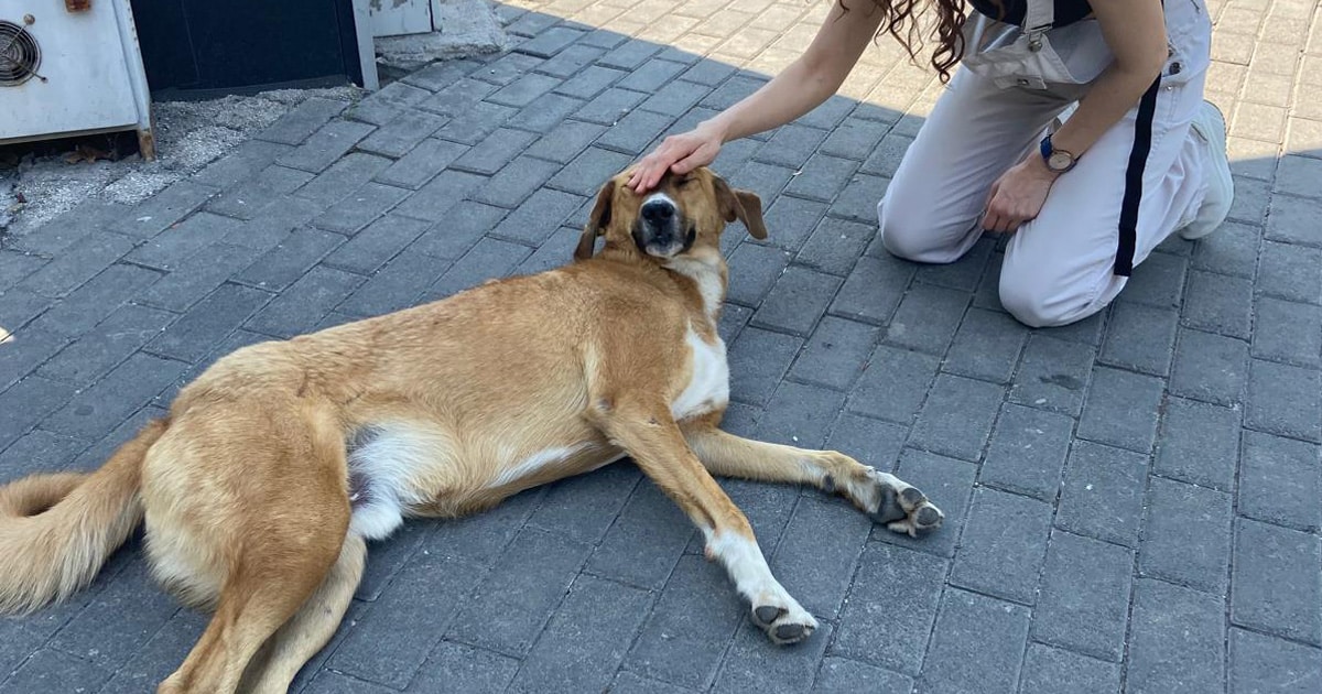 Dog petting Türkiye CREDIT Animal Save Movement