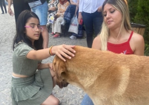 Dog petting in Türkiye CREDIT Animal Save Movement