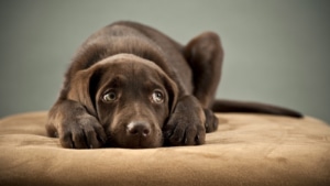 Scared puppy on ottoman