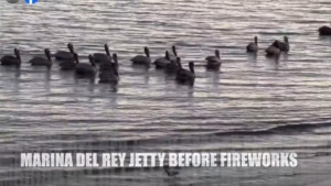 Pelicans in Marina del Rey before fireworks