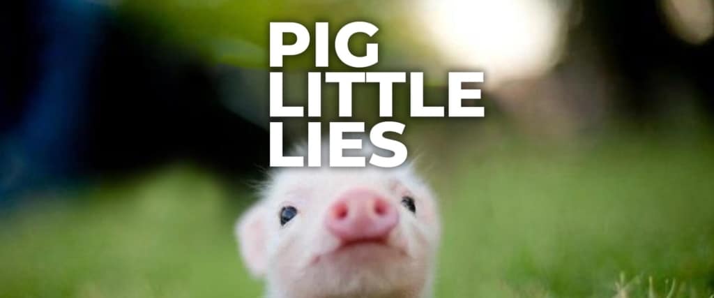 Close-up of a baby piglet with a pink snout looking at the camera, with bold white text “Pig Little Lies” above, promoting the UnchainedTV original documentary about rescued pigs.