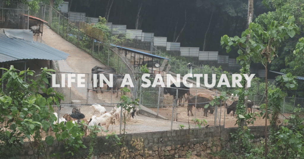 A sanctuary scene with goats, cows, and buffalo enclosed in fenced areas, surrounded by trees and greenery.