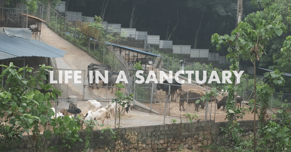 A sanctuary scene with goats, cows, and buffalo enclosed in fenced areas, surrounded by trees and greenery.