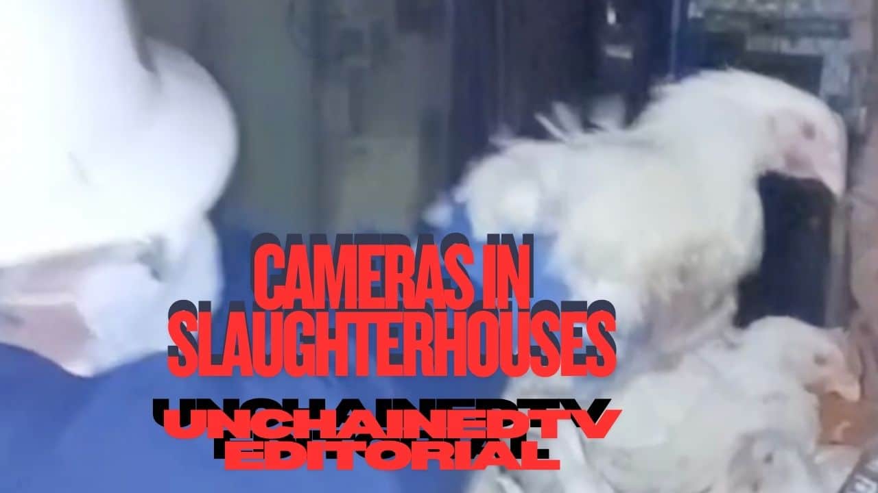 UnchainedTV Editorial