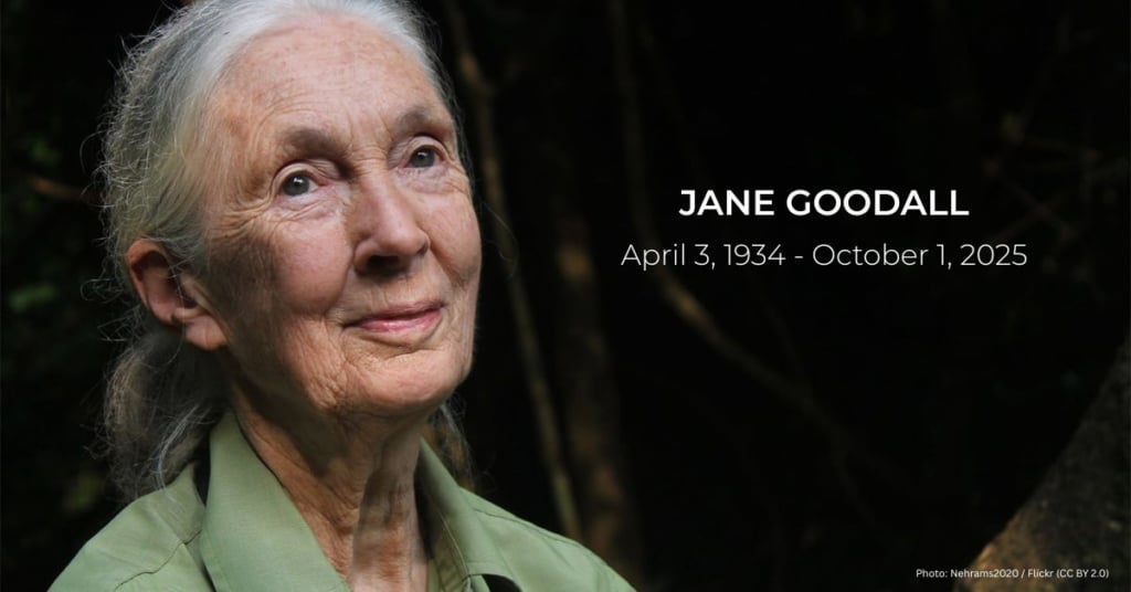 Jane Goodall