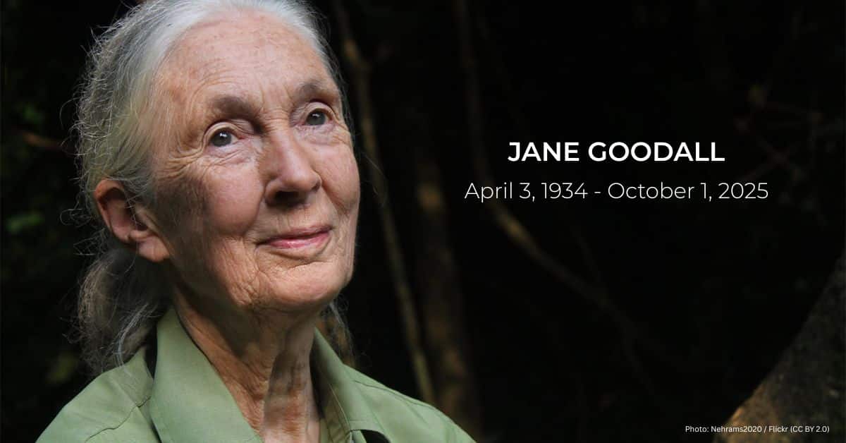 Jane Goodall