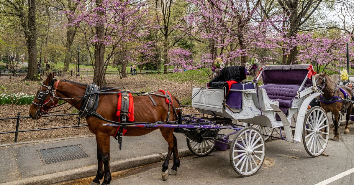 Mayor Adams Calls for NYC Horse-Carriage Ban