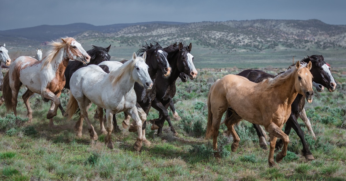 Great American Horse Drive Colorado. Ranch horses being herded to summer pasture.