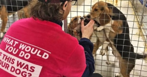 Animal Rising beagle open rescue