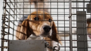 Beagle from a vivisection lab