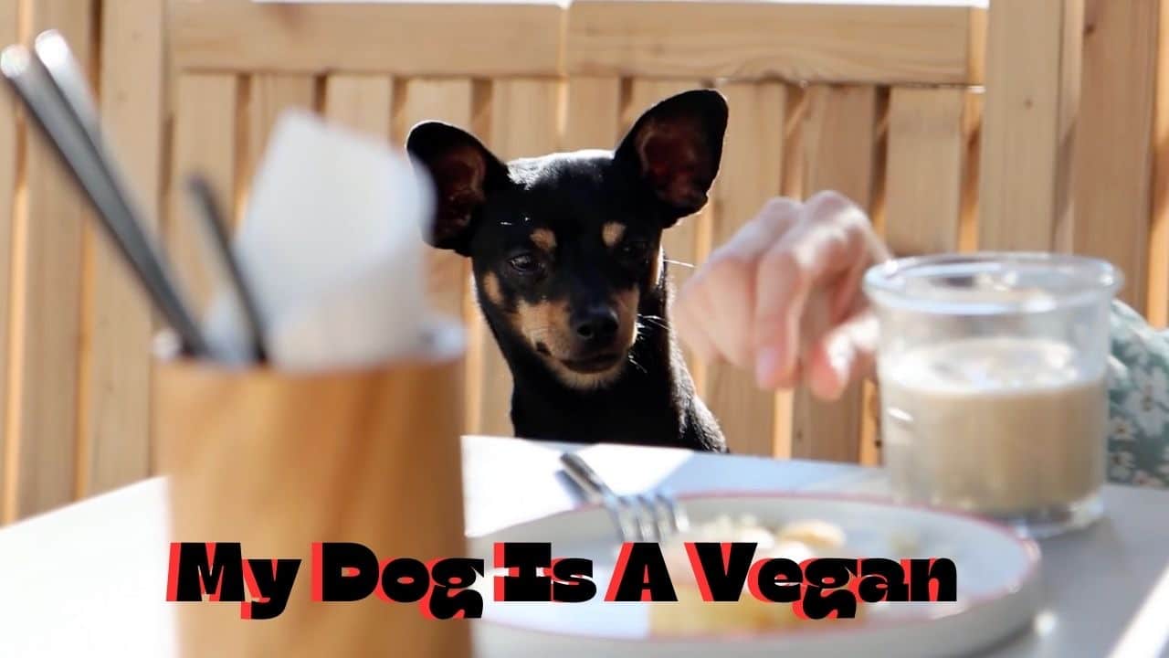 A small black-and-tan dog sits at an outdoor table, gazing curiously at a plate of food—illustrating the UnchainedTV documentary “My Dog Is a Vegan” about plant-based pets.