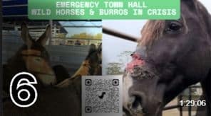 Wild Horses in Crisis