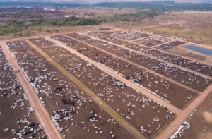 areal view cattle farm in Amazon