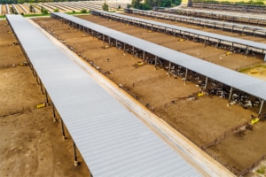 Aerial Shot of Large Cattle raising facility with rows of Calf Pens.
