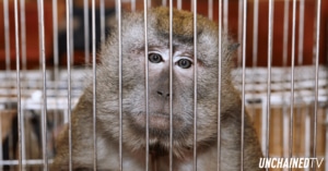 Monkey inside cage at OHSU primate research center prior to vote to end monkey experiments