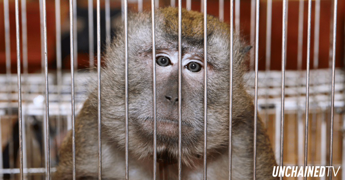 Monkey inside cage at OHSU primate research center prior to vote to end monkey experiments