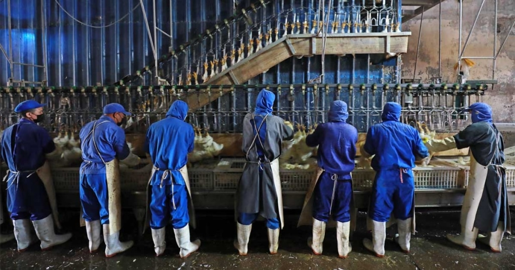 Workers are slaughtering chickens in a modern broiler slaughterhouse.