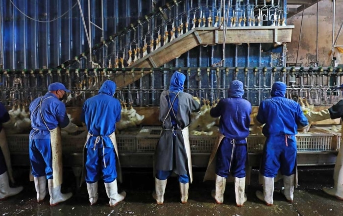 Workers are slaughtering chickens in a modern broiler slaughterhouse.