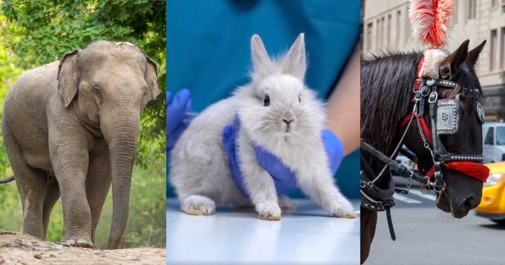 Elephant, Rabbit, Horse, Images from Adobe Stock Images
