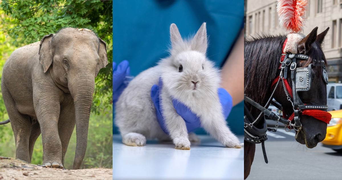 Elephant, Rabbit, Horse, Images from Adobe Stock Images