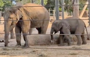 Captive elephants recorded by IDA