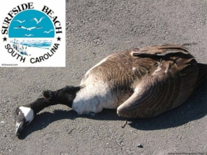Canada goose victim of the war on wildlife