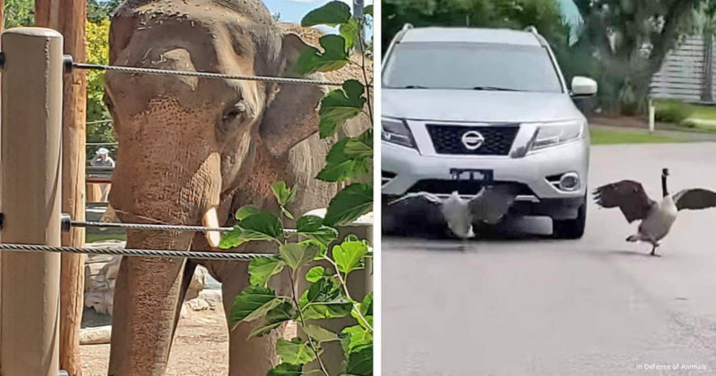 Zoo elephant and Canada geese