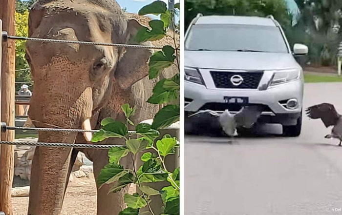 Zoo elephant and Canada geese