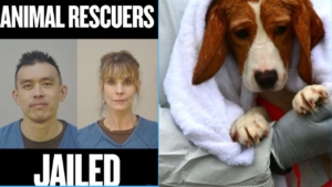 Alexandra Paul arrested