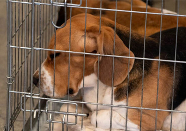 ridglan farms beagles rescued