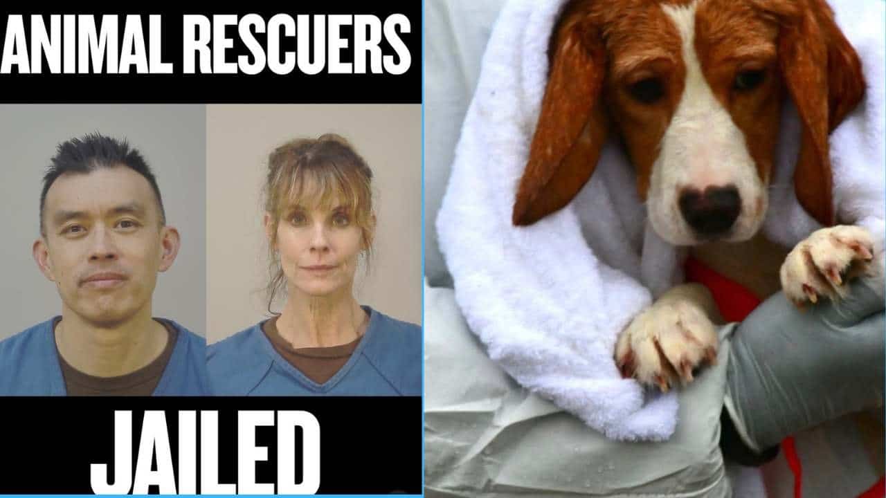 wayne hsiung arrested