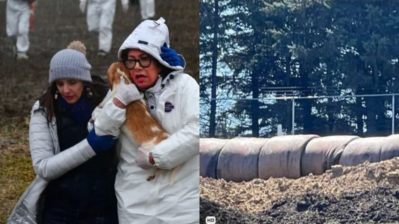 Rescuers with Beagles