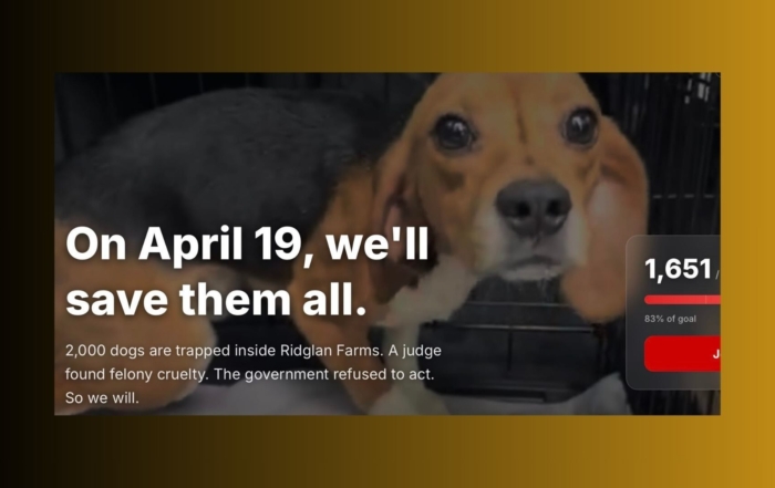 beagle rescue april 19