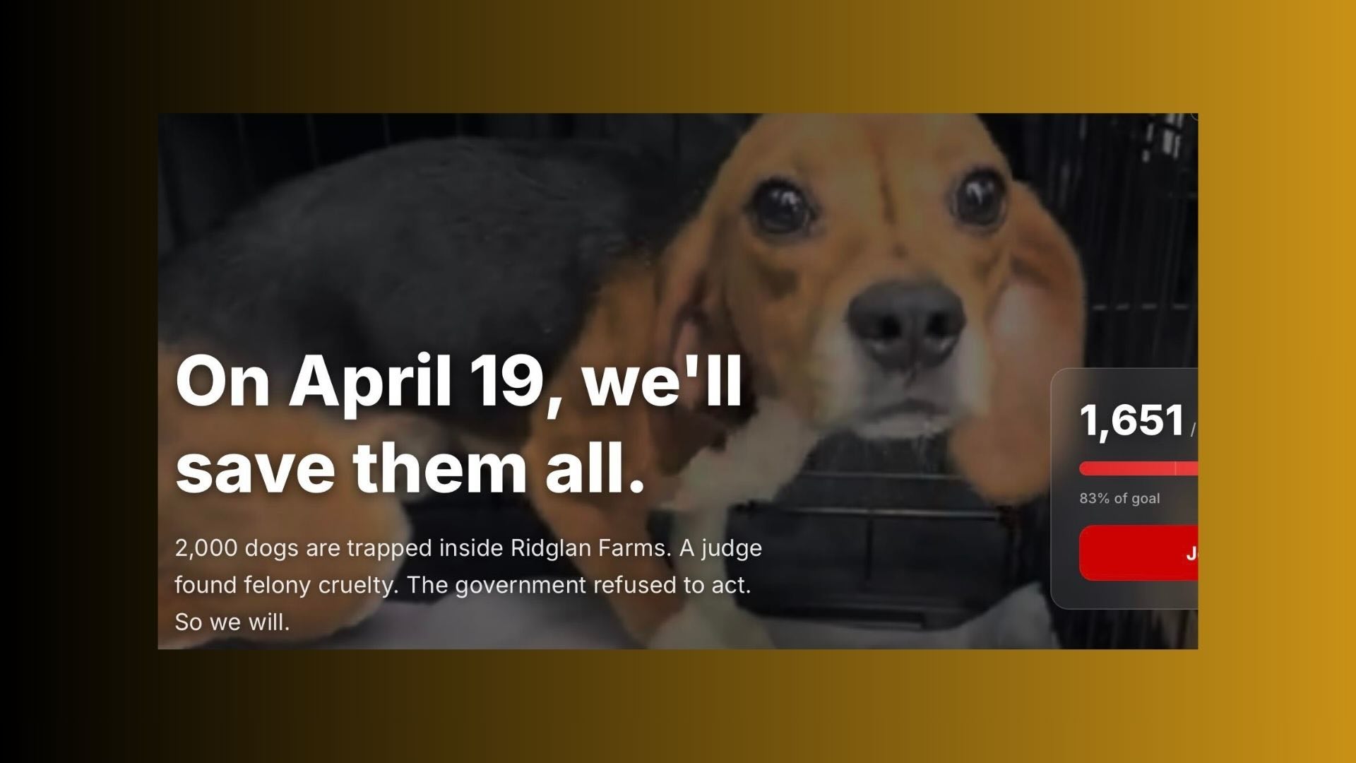 beagle rescue april 19