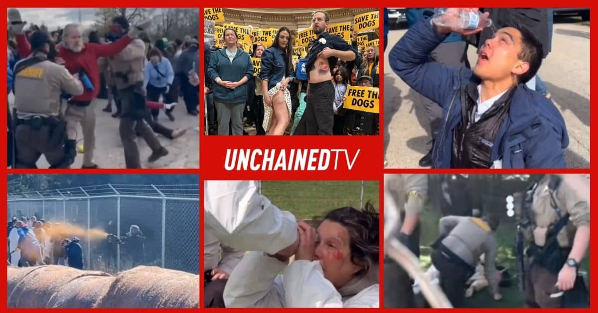 Vegan advocacy protest in Wisconsin shows clashes with police and activists with injuries during beagle rescue demonstrations