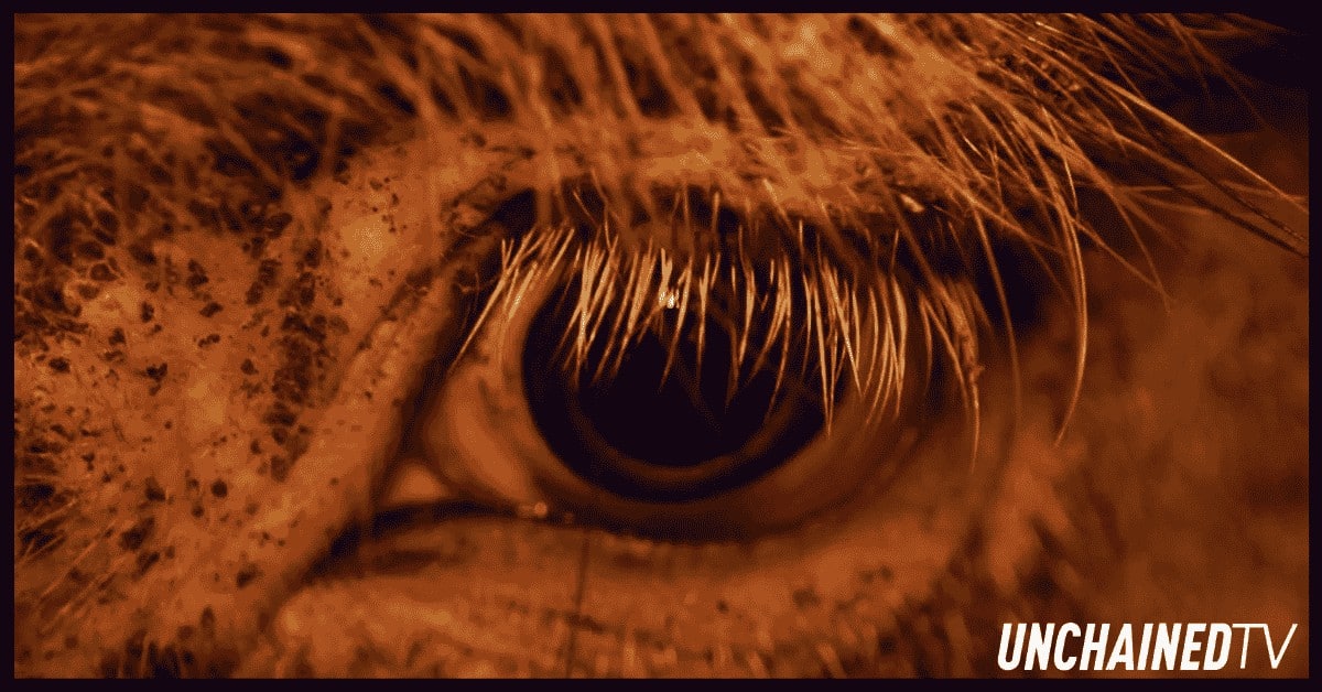 Close-up of an animal’s eye from the vegan documentary Dominion highlighting animal agriculture conditions