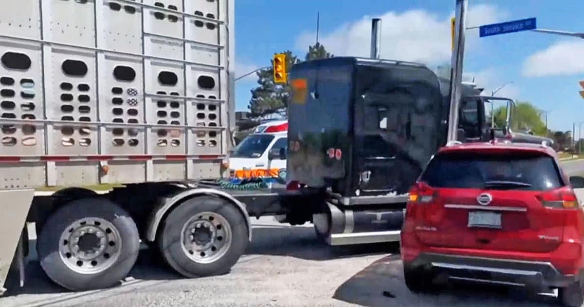 Pig transport truck accident