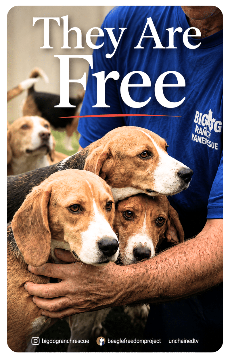 Ridglan Farms Beagles Rescued